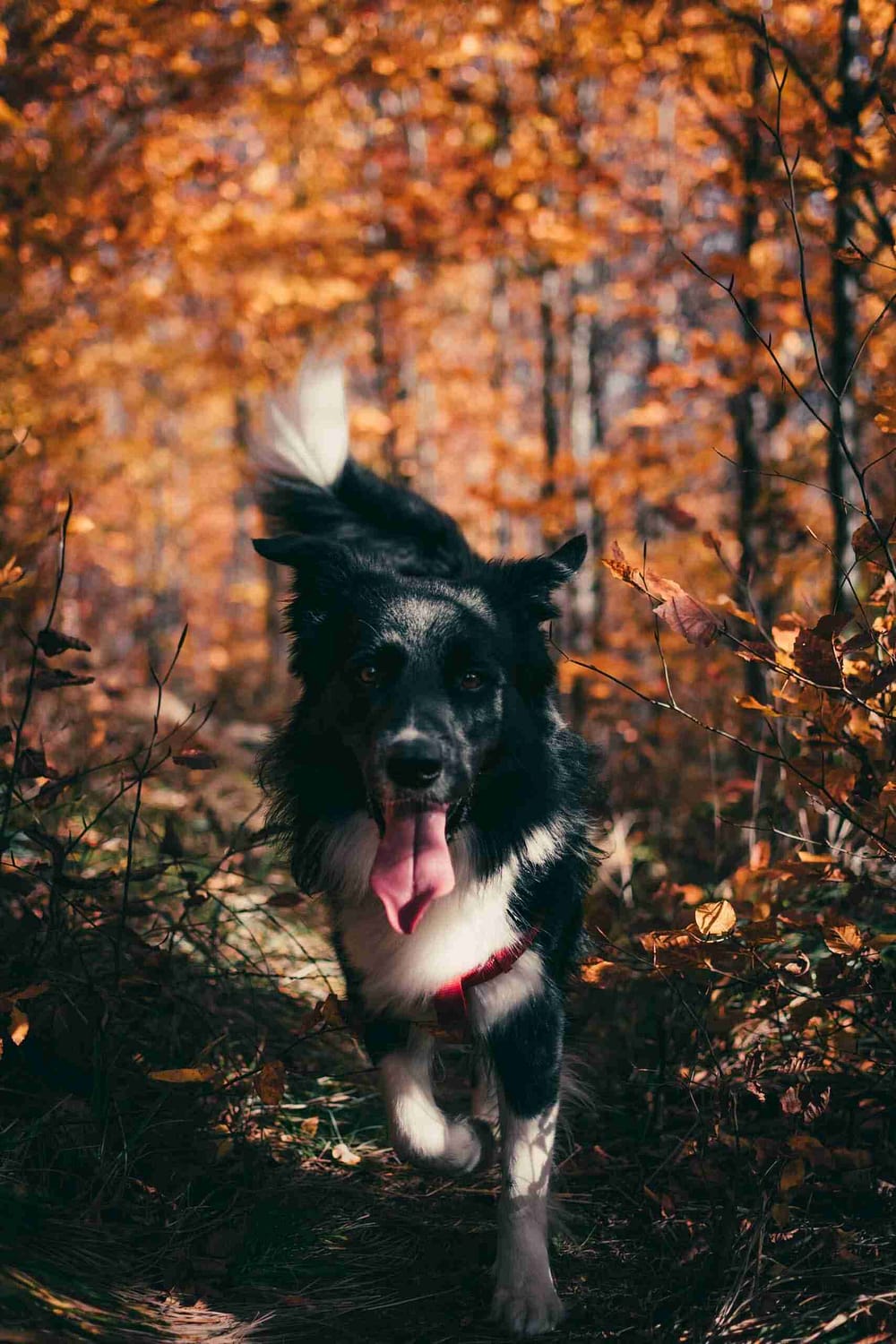 Dog Bite Injury Claim in Scotland